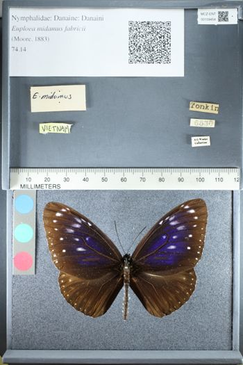 Media type: image;   Entomology 159454